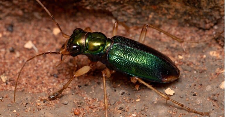 close up of tiger beetle