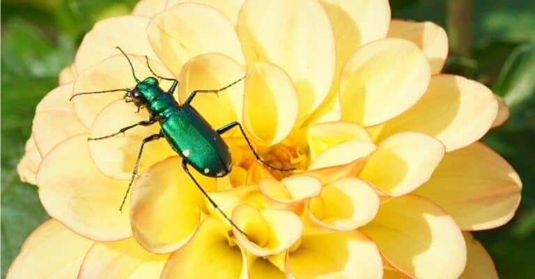 tiger beetle on yellow flower