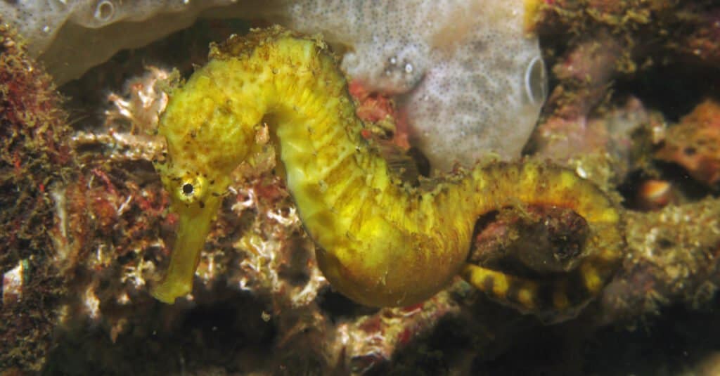 Largest seahorse - Tiger tail seahorse