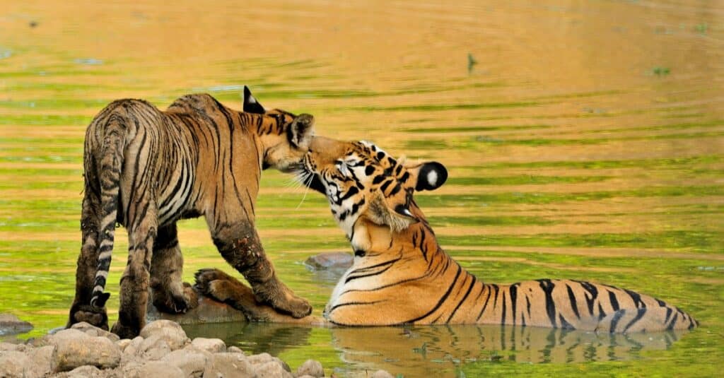 baby tigers playing in water