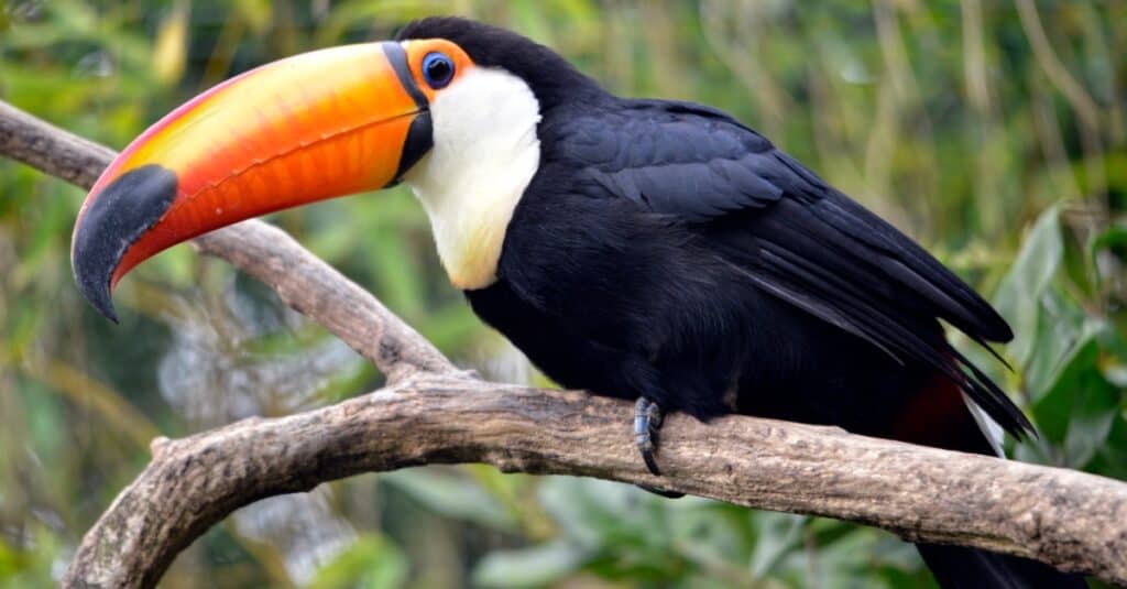 toco toucan perched in a tree