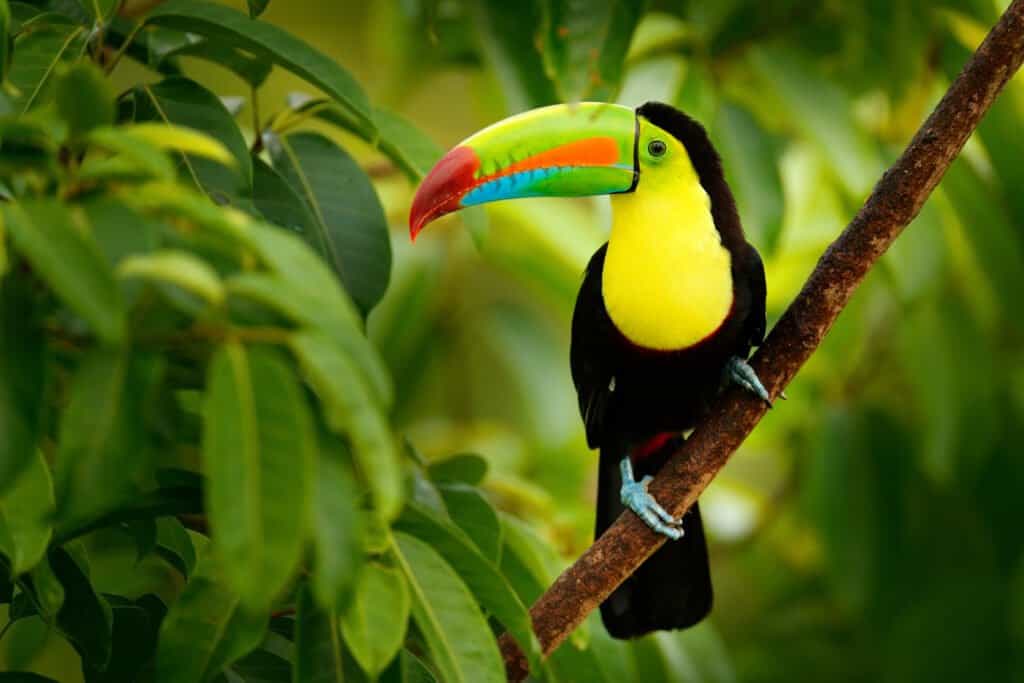 Tucán en la selva