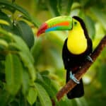 The infamous Toucan Sam is one of the first things that comes to mind when thinking of this beautiful bird.