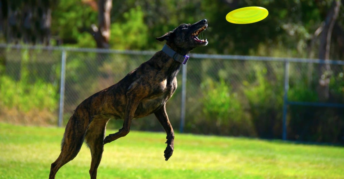 treeing tennessee brindle jumping for a frisbee