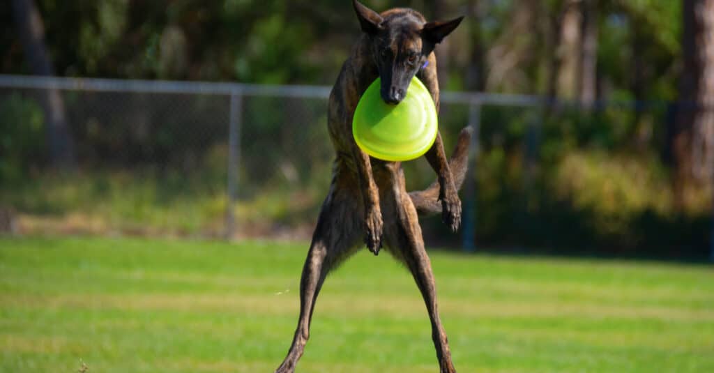 treeing tennessee brindle catching a frisbee