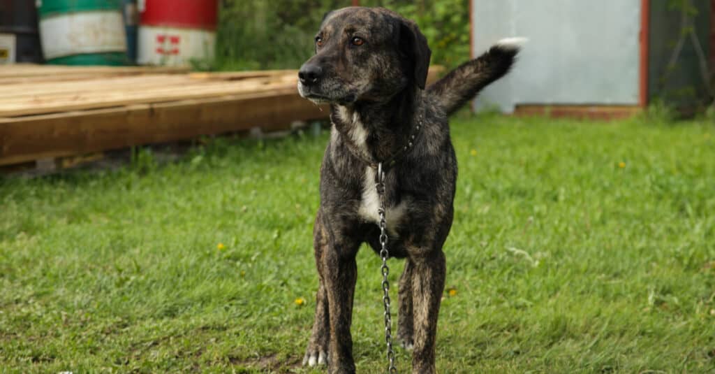 treeing tennessee brindle standing in yard on chain