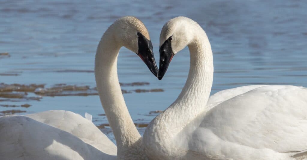 trumpeter swans courting in the water