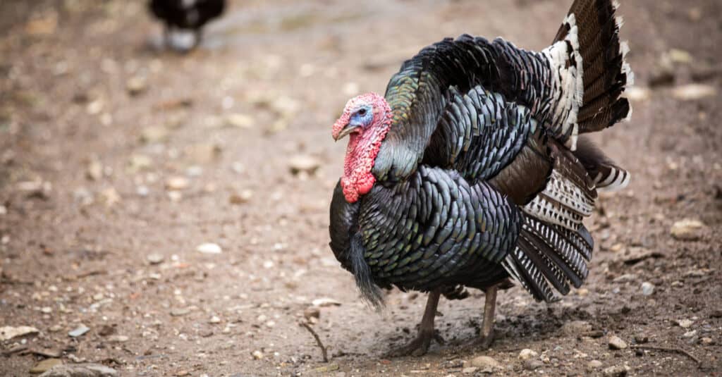 turkey walking around in the dirt