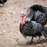 Turkeys sometimes die due to standing open-mouthed trying to drink rainwater falling from the sky. 