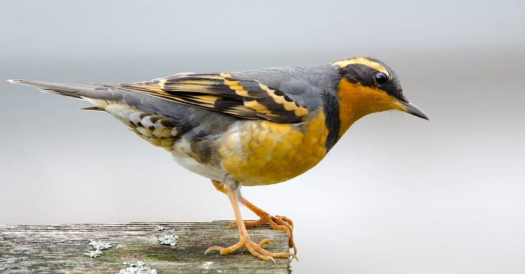 birds that look like robins