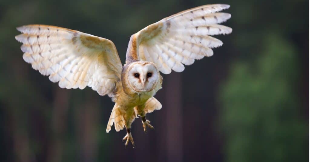 veil owl in flight