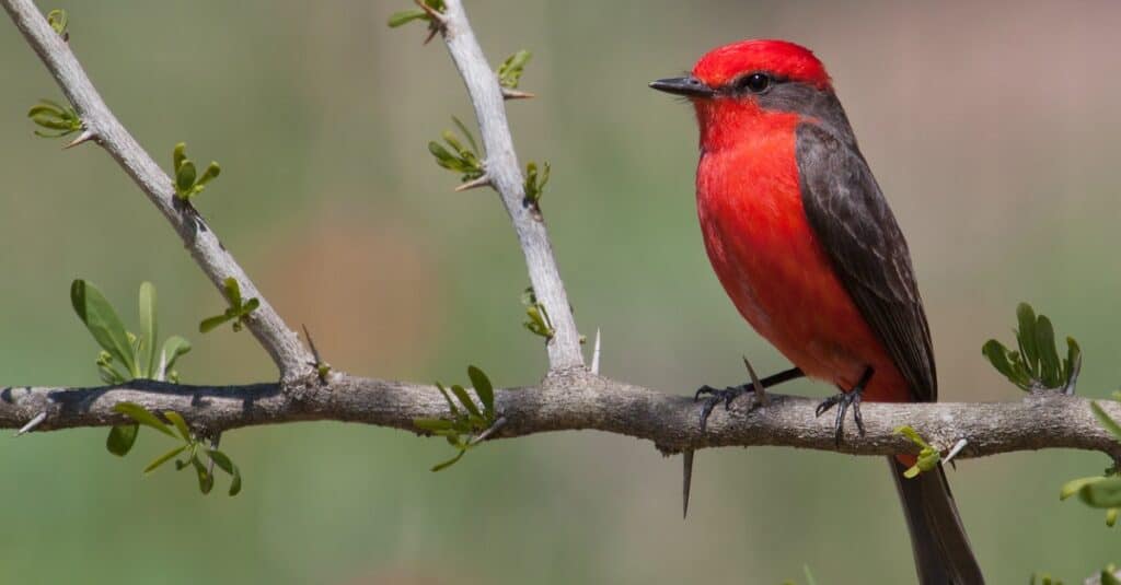 นกจับแมลงสีแดงสดเกาะอยู่บนกิ่งไม้เล็กๆ