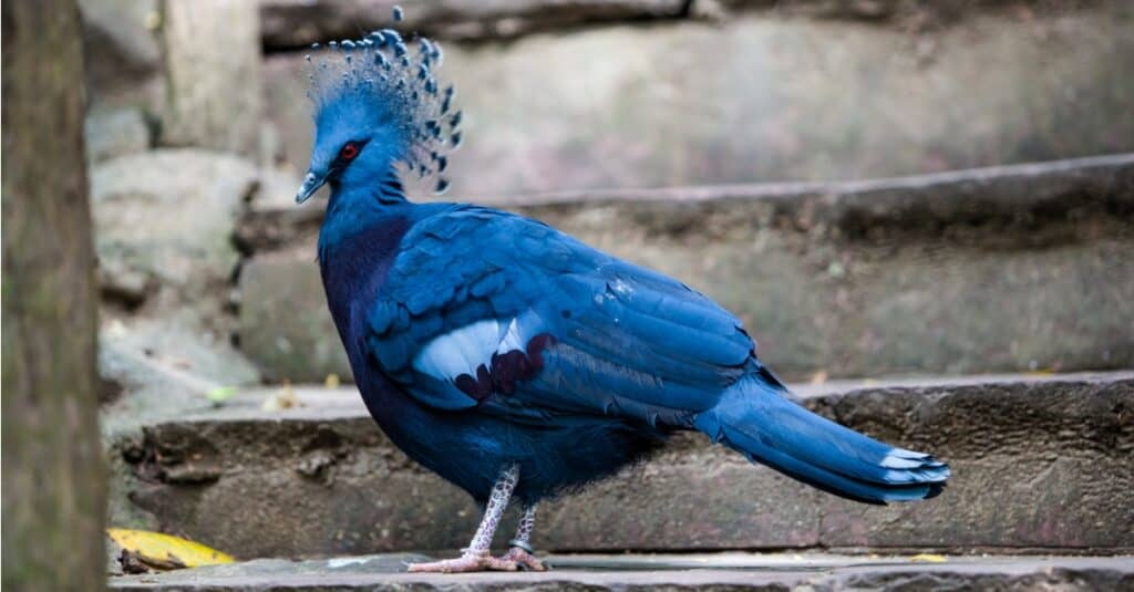victoria crowned pigeon standing on steps