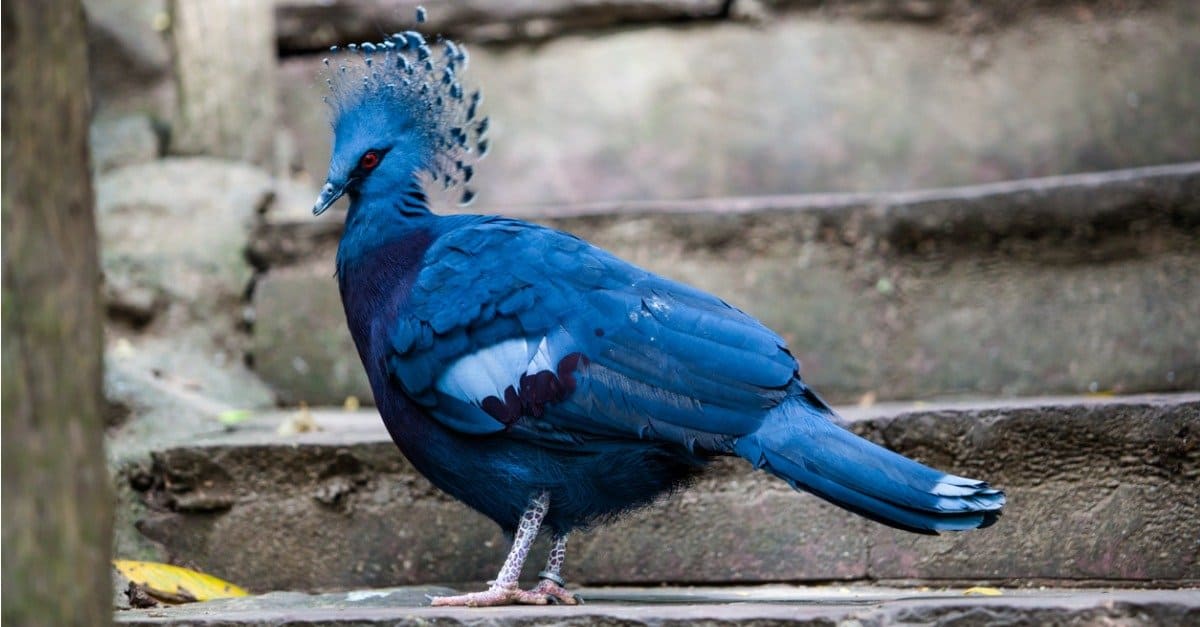 10 Birds with the Craziest 