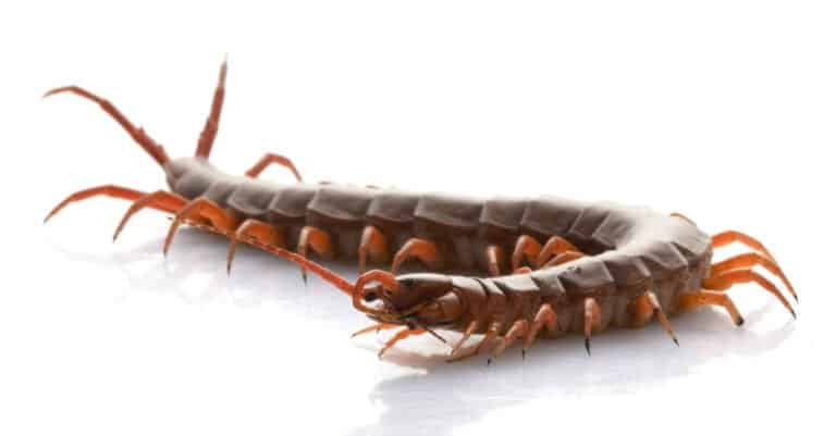 10 Biggest Centipedes - Vietnamese Centipede