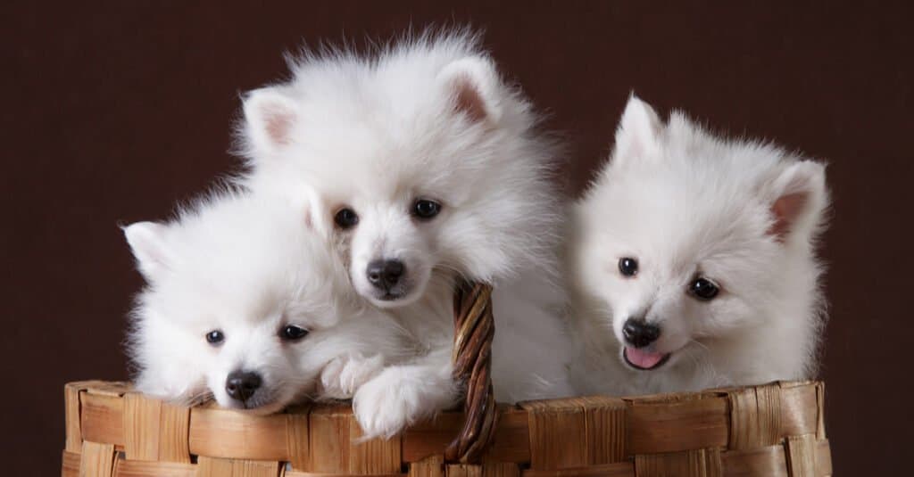 Volpino Italiano Dog Breed Complete Guide - AZ Animals