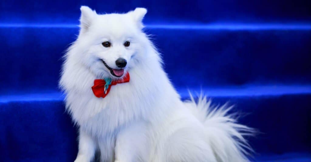 Prettiest / Cutest Dogs - volpino italiano sitting on blue stairs