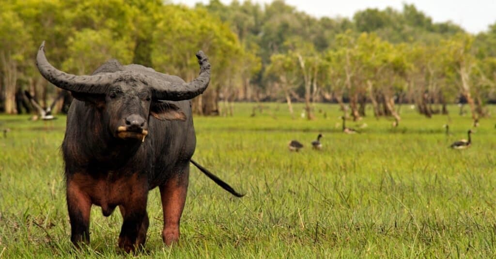 water buffalo in the wild