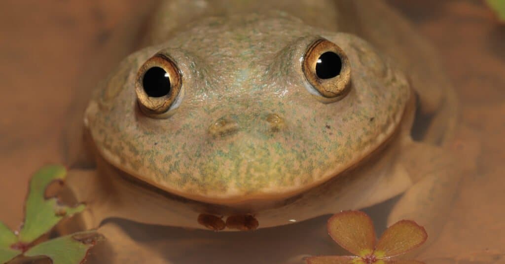 animals that estivate: water-holding frog