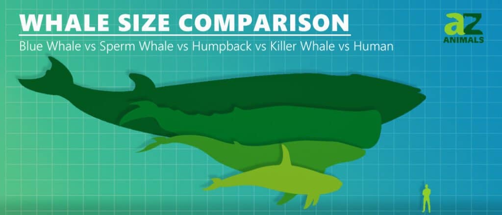 Blue Whale Size Comparison To School Bus