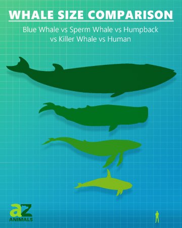 blue whale compared to a human