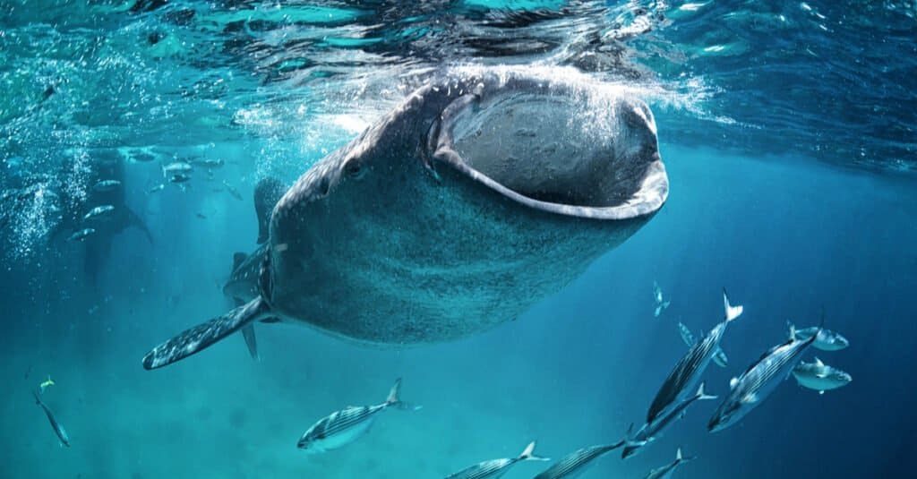 Largest Whale Shark ever - Whale Shark Filter Feeding