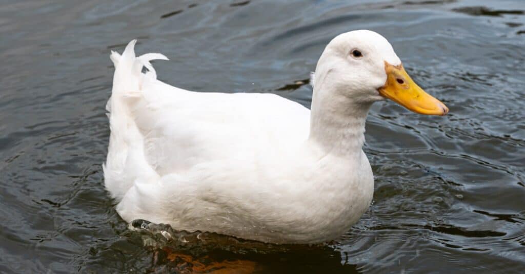 Aylesbury duck