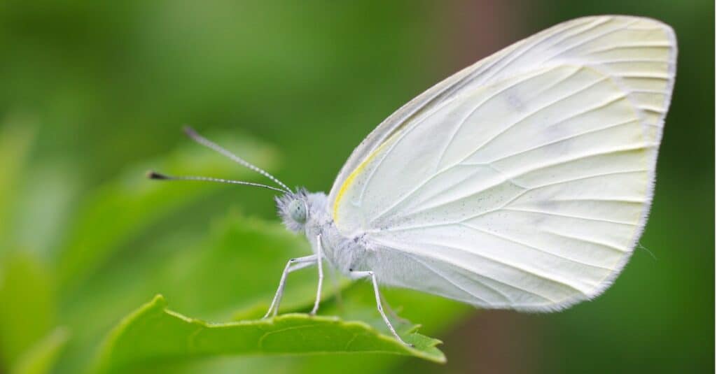 white butterfly with closed wings