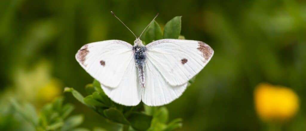 white butterfly with wings open on greenery