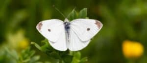 White Butterfly photo