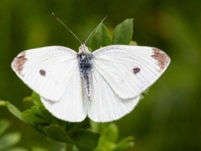 A White Butterfly