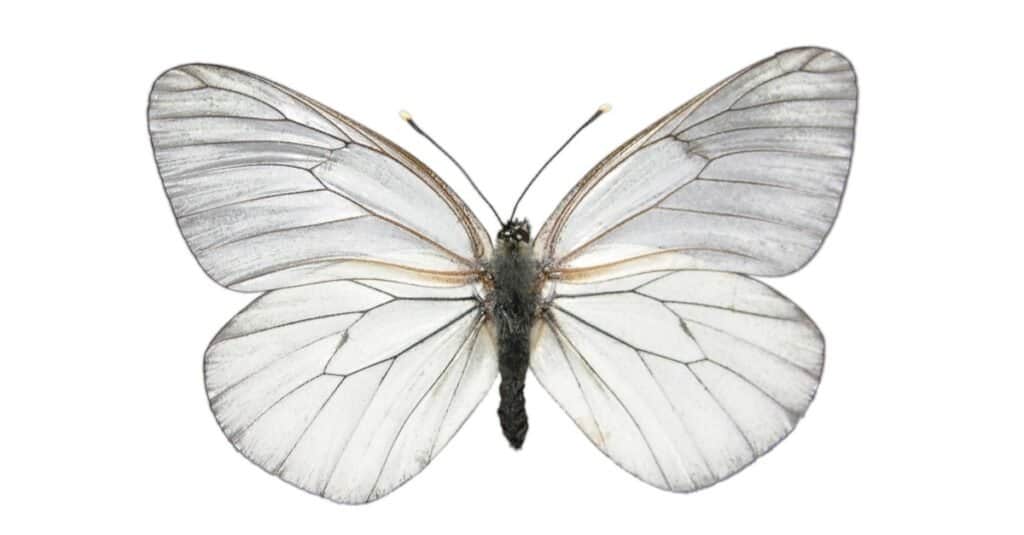 White Butterfly Insect Facts