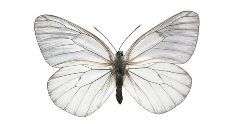 isolated white butterfly