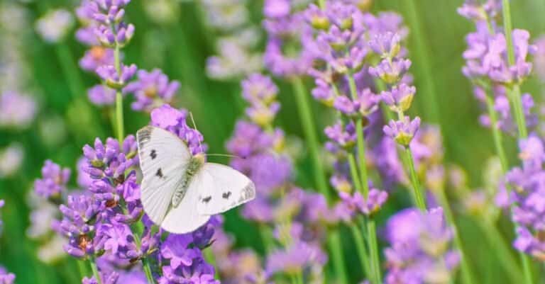 white butterfly on purple flowers