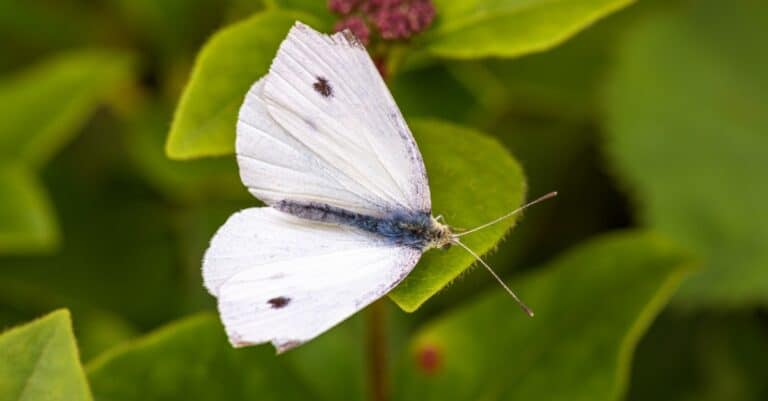 white butterfly with one spot on each wing
