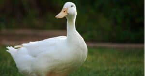 6 Birds That Look Like Ducks Picture