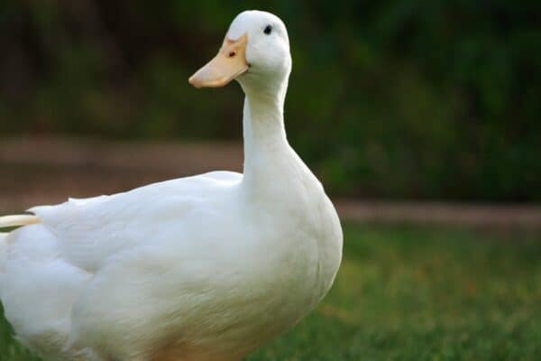 What better name for a duck than the iconic Daffy Duck.