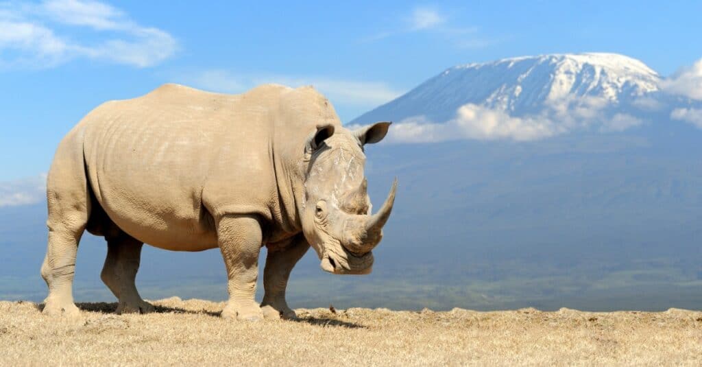 white rhinoceros with mountains in the background