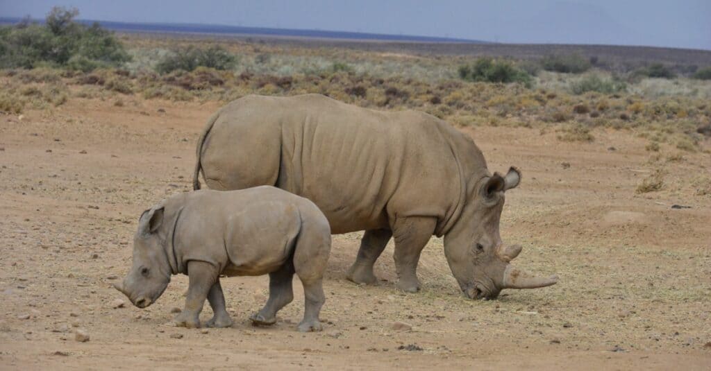 Rhino baby - A white rhino mother and her calf