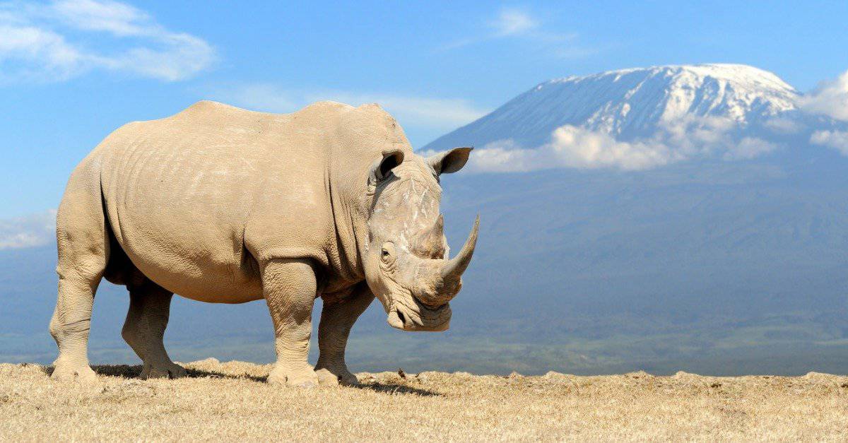 Are Rhinos Extinct: The Conservation Status of Every Rhino Species - AZ  Animals