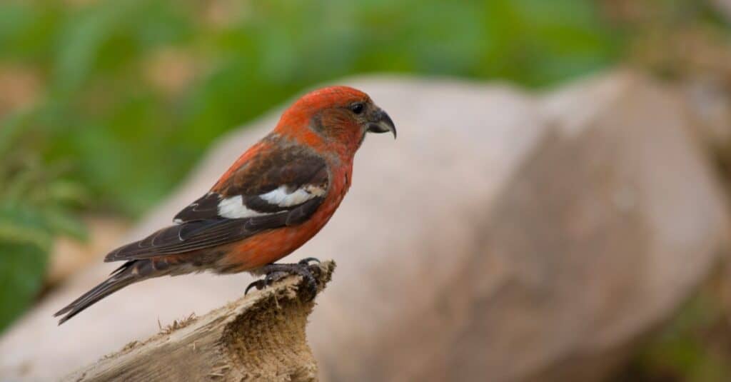white-winged crossbill perched on the end of a hollow piece of wood