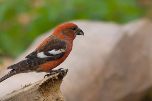 The white-winged crossbill is a more rosy color, with black wings and tail. 