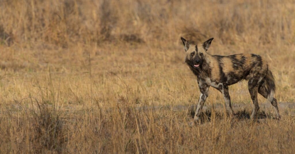 wild dog standing in a field