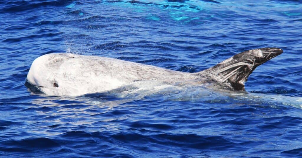 Largest dolphins - Risso's Dolphin