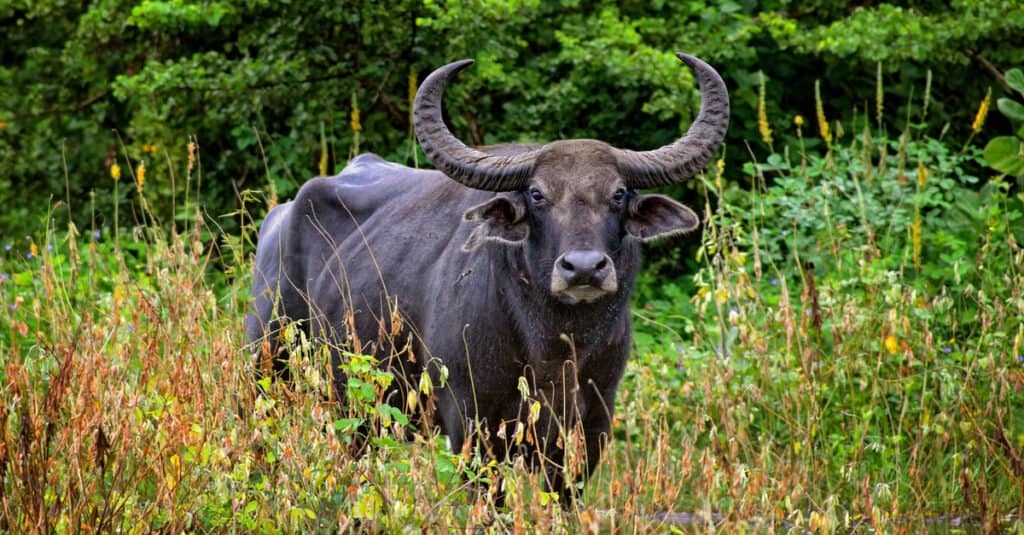 wild water buffalo standing in field