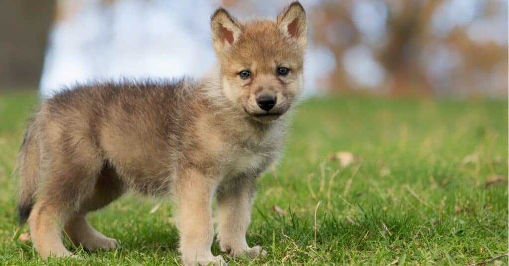 newborn gray wolf pups