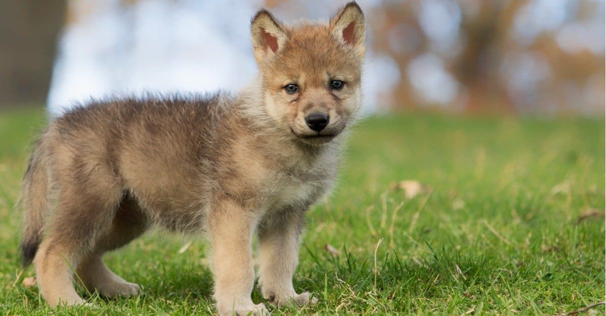 Baby Wolves: 7 Wolf Pup Pictures & 7 Facts - AZ Animals