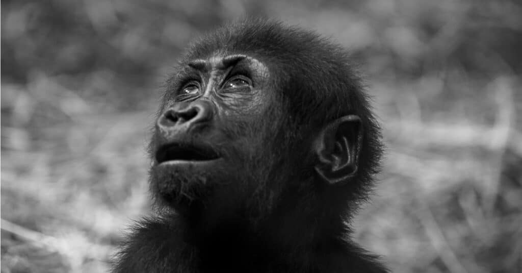 baby gorilla - closeup of baby gorilla