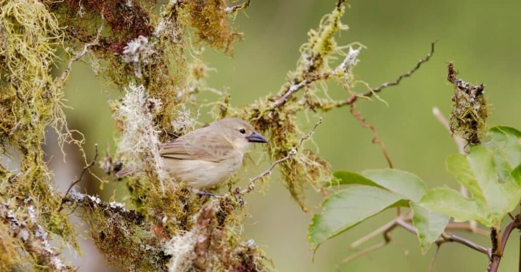 woodpecker finch camouflaged in a tree