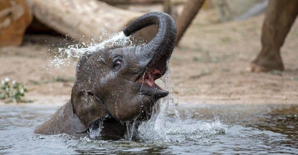 Indian elephant playing in water